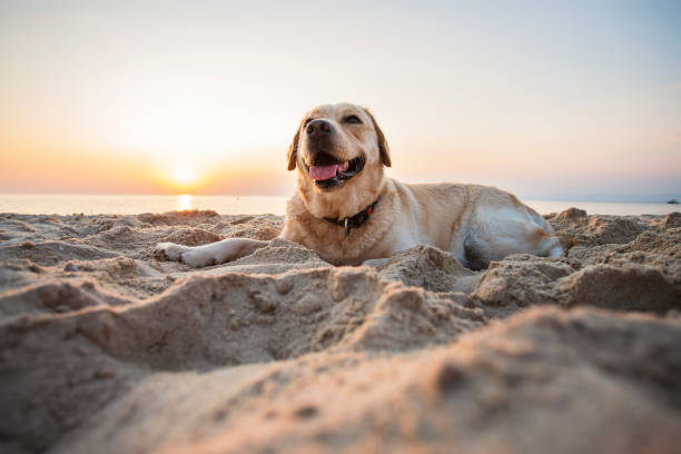 Beautiful dog at the beach