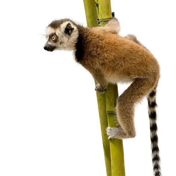 Ring-tailed Lemur (6 weeks) - Lemur catta in front of a white background.