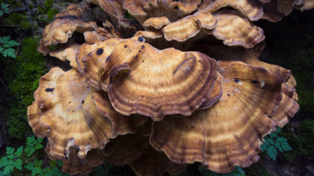 istock giant polypore [Meripilus giganteus] on a trunk 1170255957