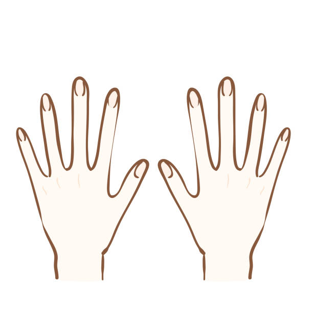Illustration Of Back Of Hand Stock Illustration - Download Image Now -  Right Handed, Fingernail, Back Of Hand - iStock
