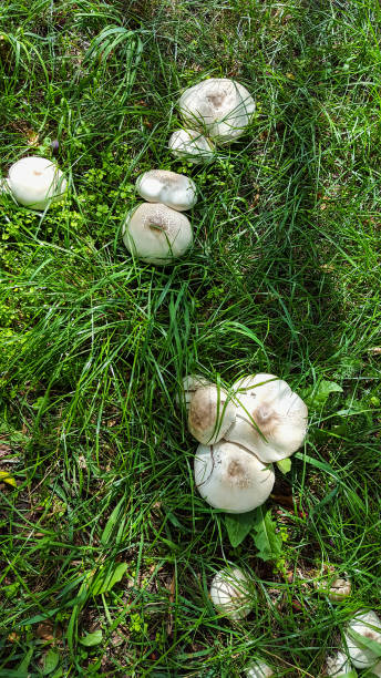 istock Field mushroom [Agaricus campestris]-Champignon 1170257342