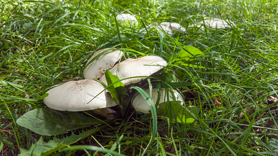 wild mushroom in the Sierra de Guadarrama mountains in Madrid, Spain