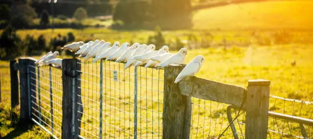 Flock of corella birds resting on a rustic fence.