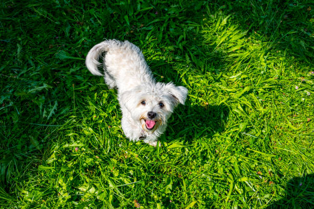 Maltese Maltese poodle color image animal sitting stock pictures, royalty-free photos & images