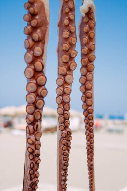 istock several fresh octopuses are dried on the rope between two trees with background of beach with people on sunbeds and the Mediterranean sea in Greece. Greek taverna. 1170259577