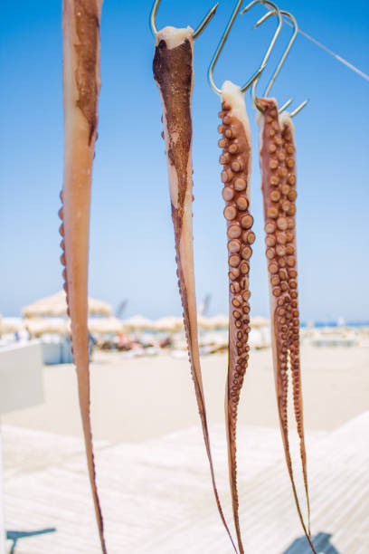 istock several fresh octopuses are dried on the rope between two trees with background of beach with people on sunbeds and the Mediterranean sea in Greece. Greek taverna. 1170259669