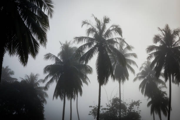 istock countryside with fog in  morning. 1170259757