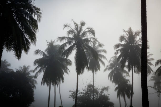istock countryside with fog in  morning. 1170260014