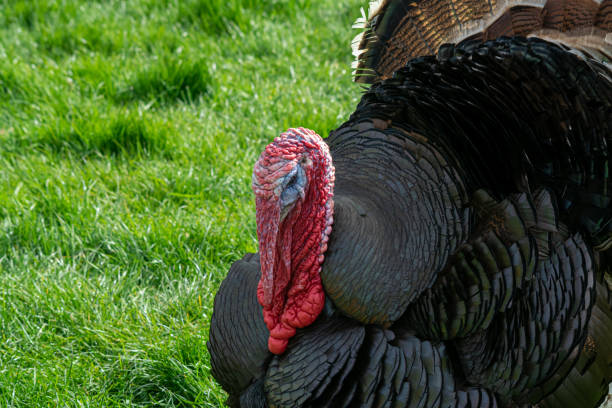 istock Turkey Bird in a field 1170261326