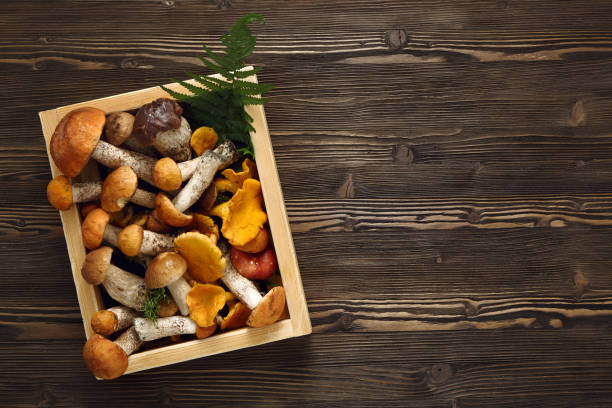 istock Fresh mushrooms in a box on a wooden rustic background. 1170261539