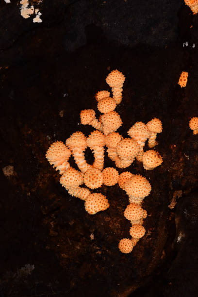 vista lateral del grupo de hongos fresco de pholiota limonella que crece en el tronco de un árbol cortado - grotto falls fotografías e imágenes de stock