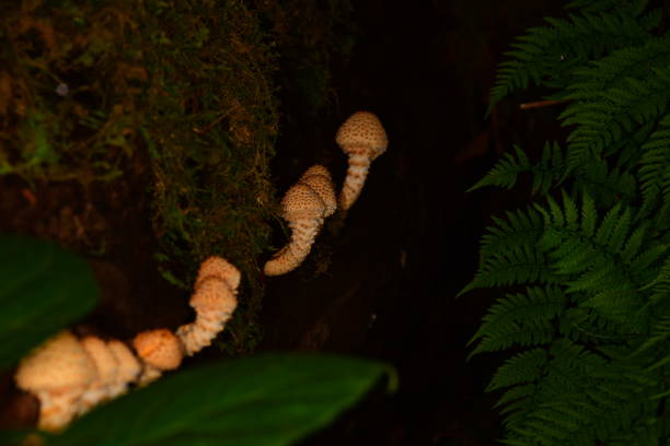 champignon frais et piquant de pholiota limonella se développant le côté de l'arbre abattu - great smoky mountains great smoky mountains national park tree group of objects photos et images de collection