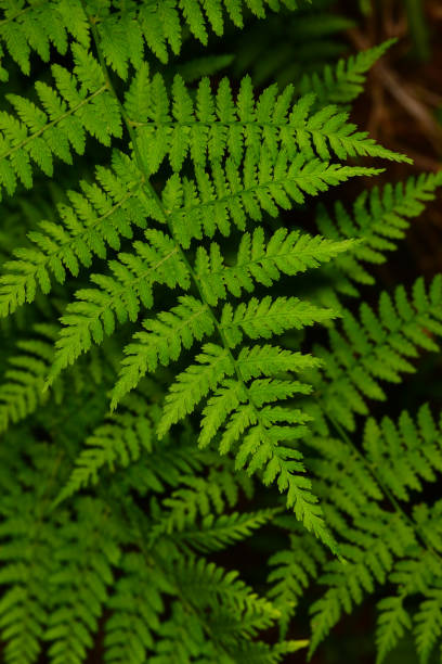 istock Overlapping fern leaves viewed from directly above 1170262412