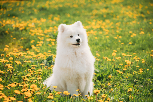 Funny Young Happy Smiling White Samoyed Dog Or Bjelkier, Sammy Sit Outdoor In Green Spring Meadow With Yellow Blooming Dandelion Flowers. Pet Outdoors. Sammy, Samoiedskaya Sobaka