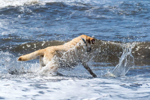 istock Dog playing at sea 1170262441