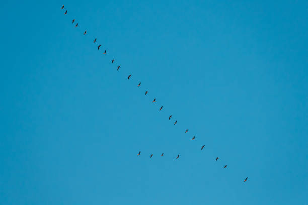 istock Flock Of Ducks Flying In Sunny Blue Spring Sky During Their Migration In Belarus, Russia 1170262449
