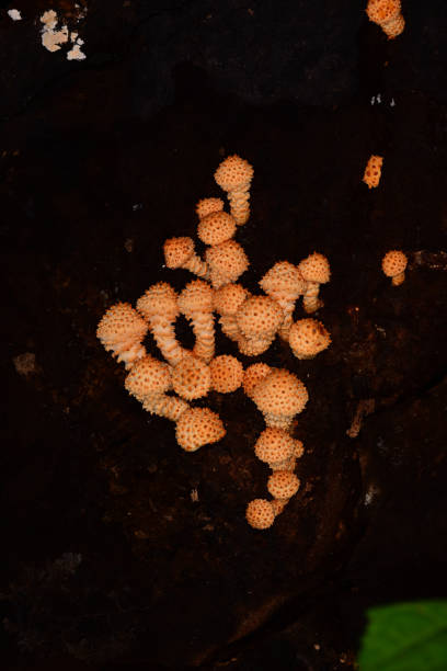 vue latérale de l'amas de champignon piquant de pholiota limonella se développant sur le tronc coupé d'arbre - great smoky mountains great smoky mountains national park tree group of objects photos et images de collection