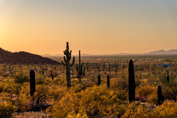 istock Saguaro cactus at dusk, with a highway visible in the background 1170262512