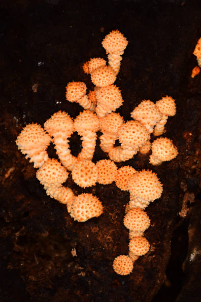 вид сбоку от скопления очень свежего, колючего гриба pholiota limonella на срезаном стволе дерева - grotto falls стоковые фото и изображения