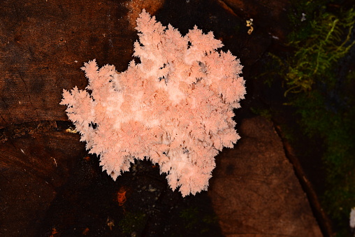 Macro shot of Coral Tooth Fungus (Hericium coralloides) on cut tree trunk, with pink icicle-like filaments. Photo taken on the trail to Grotto Falls in the Great Smoky Mountains National Park. Nikon D750 with Nikon 105mm macro lens