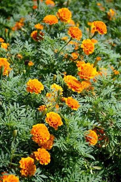 istock yellow Tagetes erecta flower in nature garden 1170262602