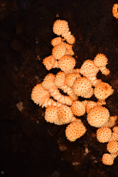 vue supérieure du champignon frais et piquant de pholiota limonella se développant sur le côt�é de l'arbre abattu - great smoky mountains great smoky mountains national park tree group of objects photos et images de collection