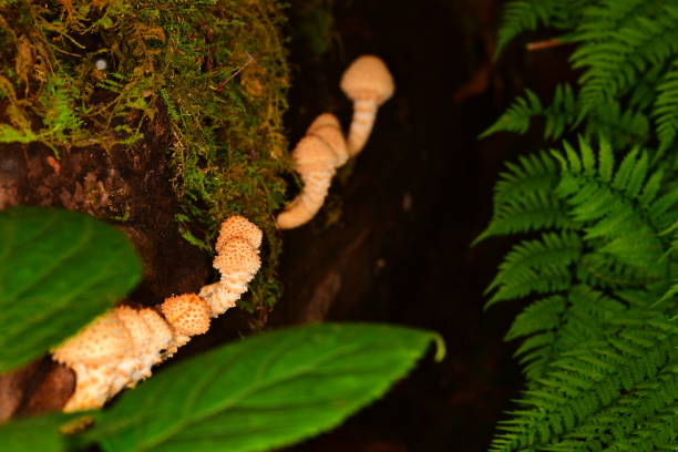 fresco, puntiagudo hongo pholiota limonella que crece en una fila en el lado de un árbol caído - grotto falls fotografías e imágenes de stock
