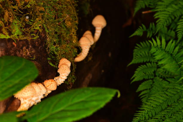 champignon frais et piquant de pholiota limonella se développant dans une rangée sur le côté de l'arbre abattu - great smoky mountains great smoky mountains national park tree group of objects photos et images de collection