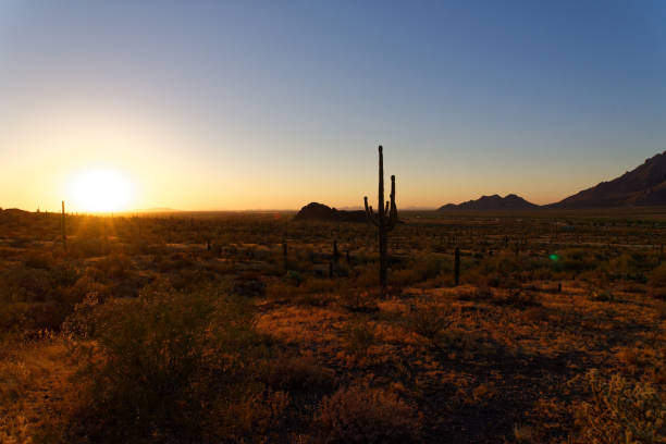 istock Saguaro cactus plants at dusk in Arizona 1170262757