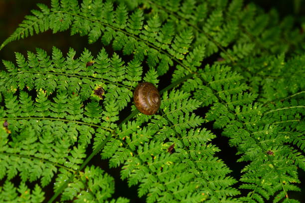 caracol centrado en el marco, en la parte central de la hoja de helecho con fondo oscuro - grotto falls fotografías e imágenes de stock