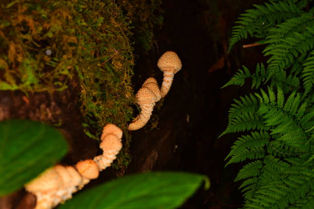 fila de hongos fosliota limonella espigados que crecen en el lado de un árbol caído - grotto falls fotografías e imágenes de stock