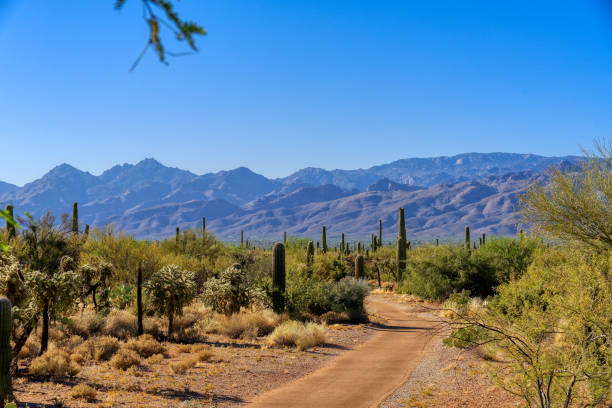 sentier de randonnée au saguaro national park east district - mt lemmon photos et images de collection