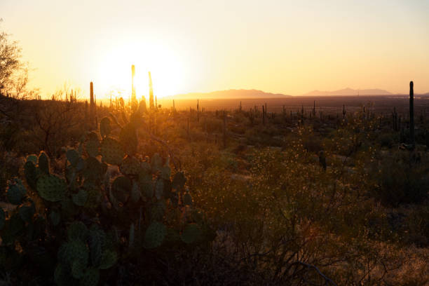 istock Saguaro cactus plants at dusk in Arizona 1170265305
