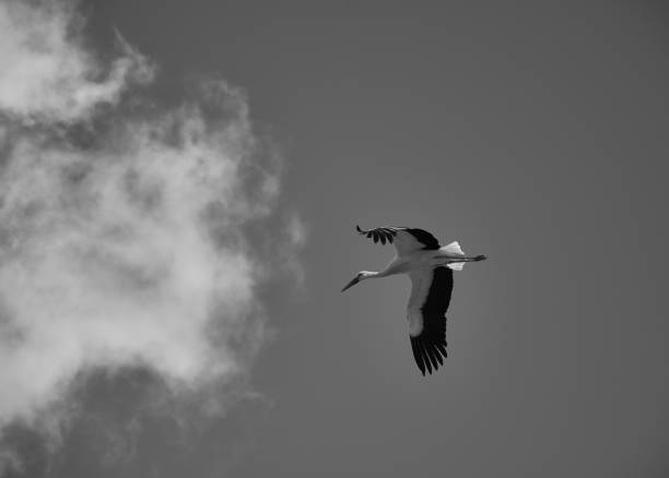 istock A stork flies over the Sierra de Gredos, Avila 1170265932