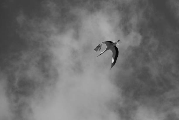 istock A stork flies over the Sierra de Gredos, Avila 1170265947