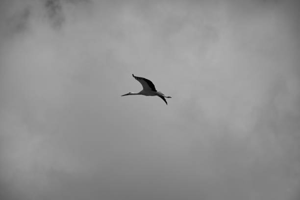 istock A stork flies over the Sierra de Gredos, Avila 1170265964
