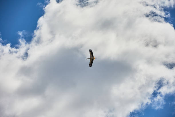 istock A stork flies over the Sierra de Gredos, Avila 1170265969
