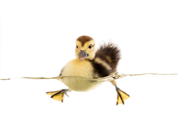 istock little duckling floats on water 1170266447