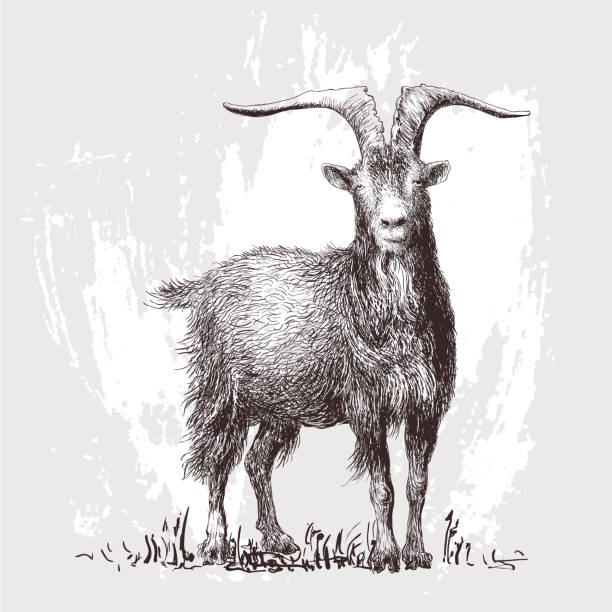 Goat, ram, illustration. Vector. Goat, stag, ibex, mouflon, ram, illustration. Vector. ibex stock illustrations