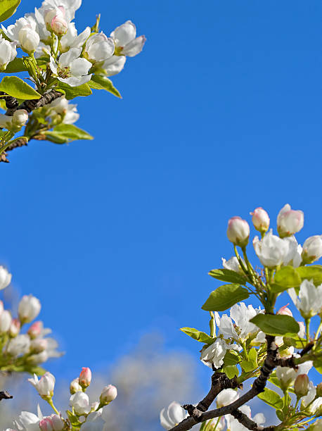 クローズアップ abloom アップルツリー - abloom ストックフォトと画像