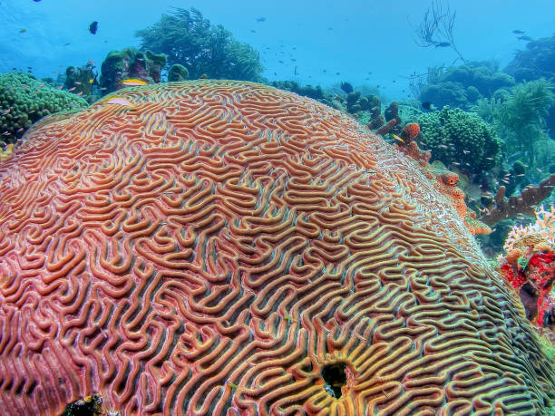 istock Caribbean coral garden 1170268653