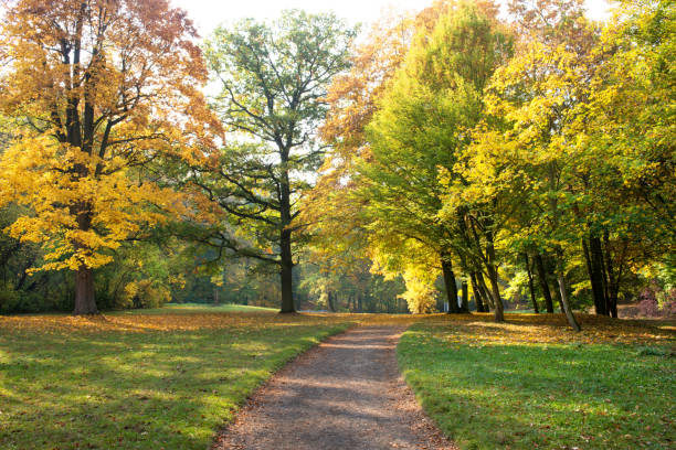 istock Pathway in the park in autumn season 1170268697