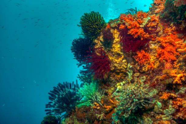 istock North Sulawesi,Indonesia, underwater 1170268758