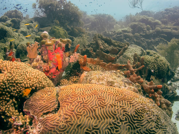 istock Caribbean coral garden 1170268773