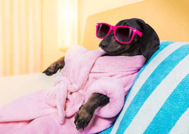 dog spa wellness salon cool funny  sausage  dachshund dog resting and relaxing in   spa wellness salon center ,wearing a  pink bathrobe and fancy sunglasses diva stock pictures, royalty-free photos & images