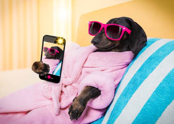 salón de bienestar de spa para perros - diva papel social fotografías e imágenes de stock