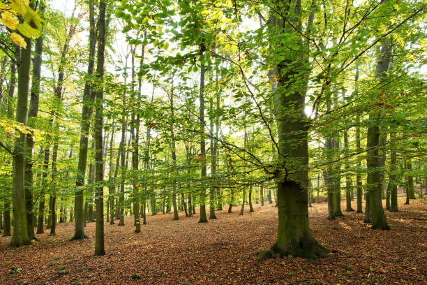 istock Forest in the autumn in the sunny day 1170270241