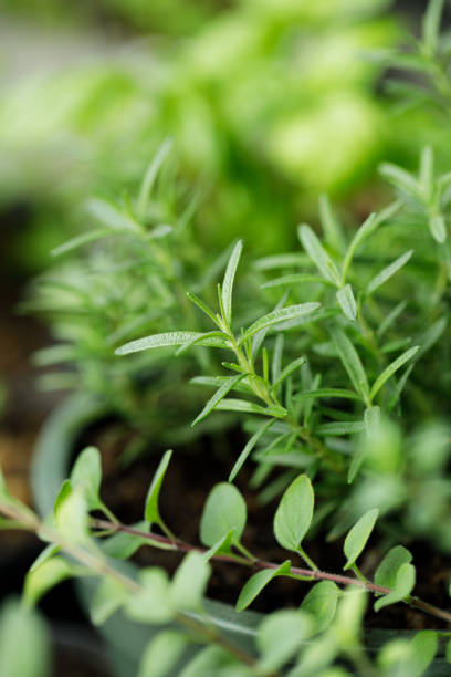 istock Rosemary growing in the garden 1170270944