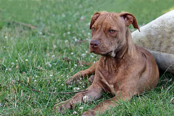 American Pit Bull Terrier (rednose) laying in the grass.