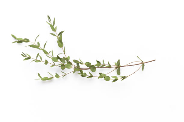 istock Dried flowers on white background. Flat lay, top view. 1170272270
